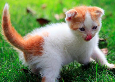 十大最适合新手养的猫，可爱无比喵星人（猫奴必看）