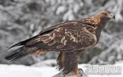 ​十大最凶猛的鸟类排名，非洲冕雕可捕食猴子（有的可伤及人类）