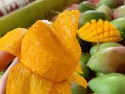 ​芒果的季节是什么时候成熟